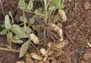 Info rapide : Le Cncr redoute une maturation de l’arachide en plein hivernage
