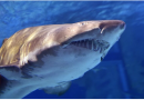 Australie : une adolescente tuée par un requin… dans une rivière