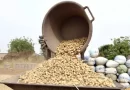 Campagne arachidière : Plus de 52 milliards FCFA injectés par l’Etat