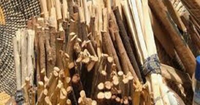 LA BROSSE AFRICAINE, UN PATRIMOINE IMMATERIEL: « Sothiou », le petit bâton qui raconte une grande histoire