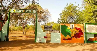 Parc national Niokolo-Koba : l’effectif des lions a plus que doublé de 2011 à 2026 (ONG Panthera)