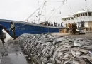 Quai de pêche: 2 550 sacs de juvéniles saisis
