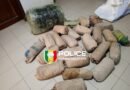 Trafic de drogue : Un réseau démantelé, plus de 41 kg de chanvre indien saisis  à Thiarote-Sur-Mer