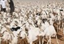 Tabaski 2026 : plus de 390.000 moutons déjà disponibles sur le marché sénégalais