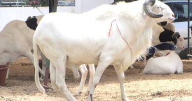 Sénégal : la fête de la Tabaski sera célébrée le jeudi 28 mai 2026 ( Conacoc)