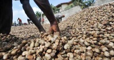 FILIÈRE ANACARDE: Plus de 2 milliards cfa pour booster la transformation locale FILIÈRE ANACARDE: Plus de 2 milliards cfa pour booster la transformation locale