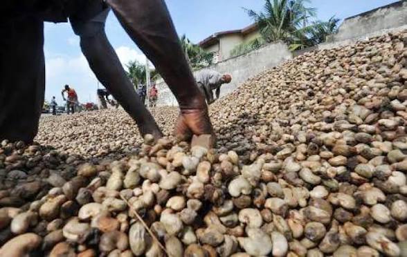 FILIÈRE ANACARDE: Plus de 2 milliards cfa pour booster la transformation locale FILIÈRE ANACARDE: Plus de 2 milliards cfa pour booster la transformation locale