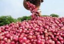 EMBELLIE AGRICOLE: Production record d&rsquo;oignon de 20 t / hectare à Matam