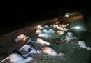 Louga : un véhicule 4×4 percute un troupeau et prend la fuite, près d’une centaine de moutons tués