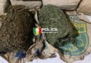 Trafic de stupéfiants à Bignona: la Police saisit 20 kg de chanvre indien au quartier Tp