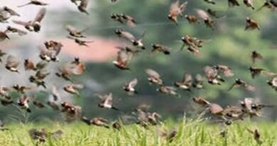 VALLÉE DU FLEUVE SÉNÉGAL: Des nuées d’oiseaux granivores ravagent les rizières