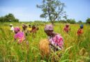 Sénégal : 3,2 milliards FCFA de transferts monétaires pour 16 037 ménages agricoles