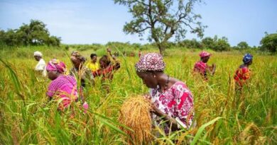 Sénégal : 3,2 milliards FCFA de transferts monétaires pour 16 037 ménages agricoles