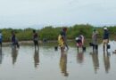 EXPLOITATION PÉTROLIÈRE, RARÉFACTION DES RESSOURCES ET CHANGEMENTS CLIMATIQUES: À Marlothie, les femmes au chevet de la mangrove
