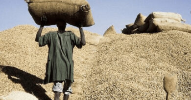 Commercialisation agricole : 105 milliards de FCFA mobilisés, 44 milliards d’arriérés à régler