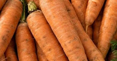 Carottes : le Sénégal lève le gel des importations face à la flambée des prix