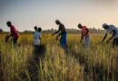 PROMOTION DE L&rsquo;AGROÉCOLOGIE: Près de 2,43 milliards pour renforcer la sécurité alimentaire en Casamance