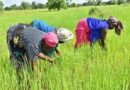 Sécurité alimentaire et résilience agricole : environ 37,4 milliards de francs CFA alloués au Sénégal