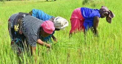 Sécurité alimentaire et résilience agricole : environ 37,4 milliards de francs CFA alloués au Sénégal